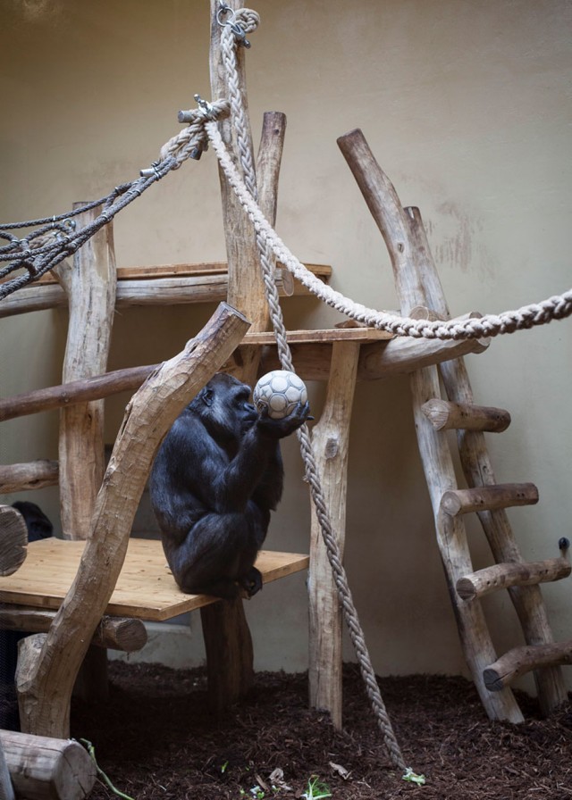 Elias Hassos Cage zoo