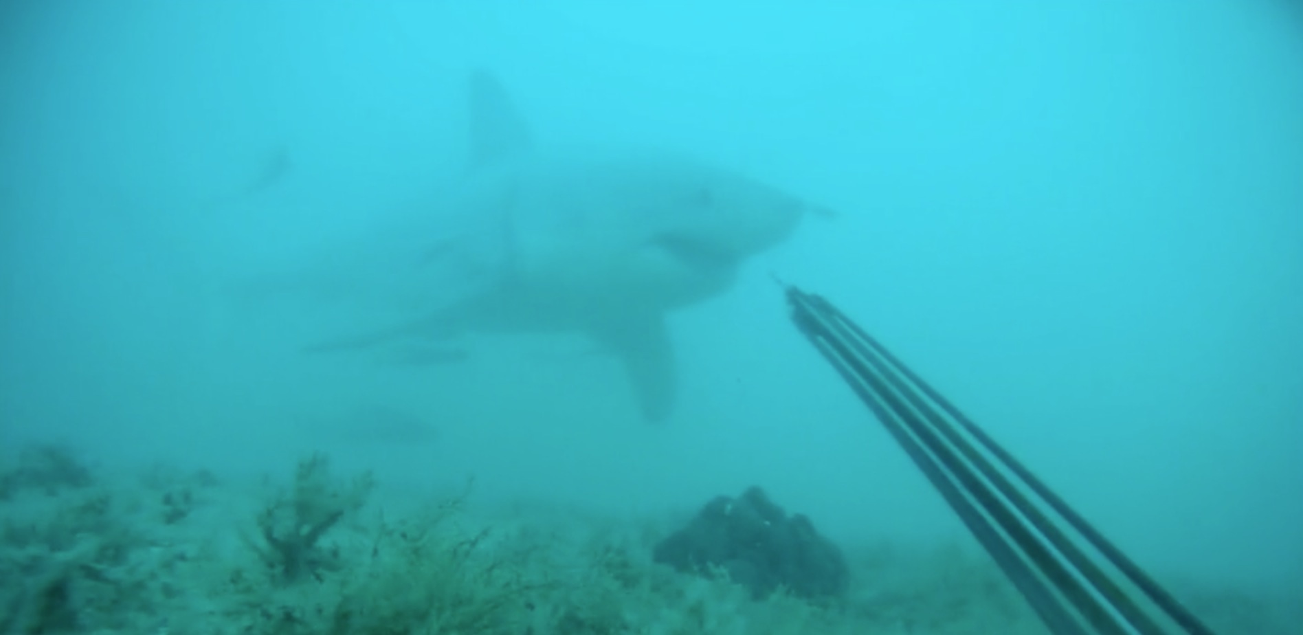 Plongeur attaque Grand Requin Blanc