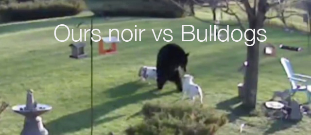 Video bulldogs vs Ours noir