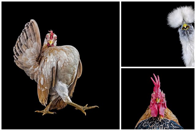 ernest goh portraits poulets