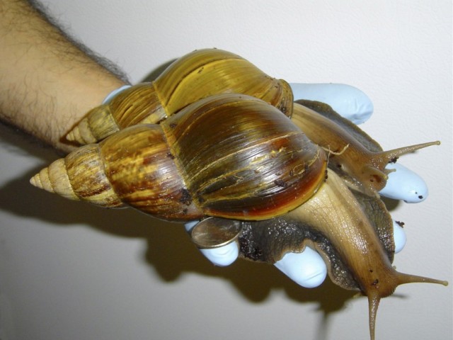 escargot geant