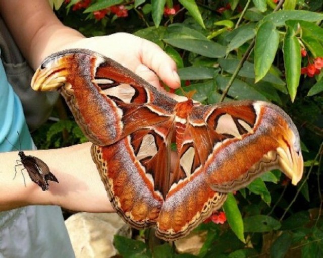 papillon geant
