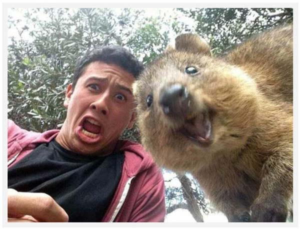 selfie animal