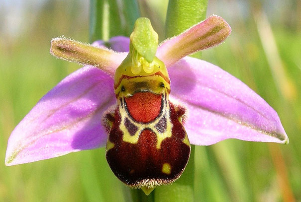 Bourdons Ophrys bomybliflora