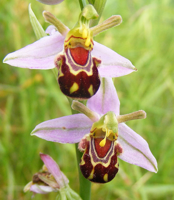 Ophrys bomybliflora bourdon
