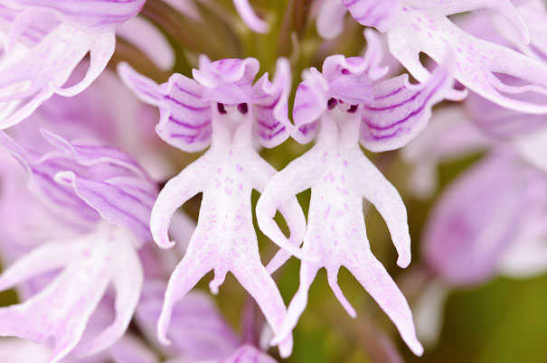 Orchis Italica homme nu