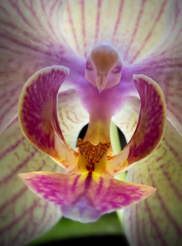 Phalaenopsis oiseau
