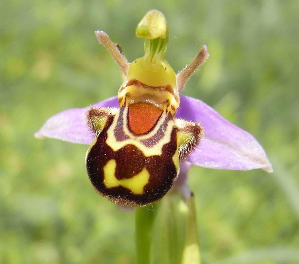 bourdon Ophrys bomybliflora