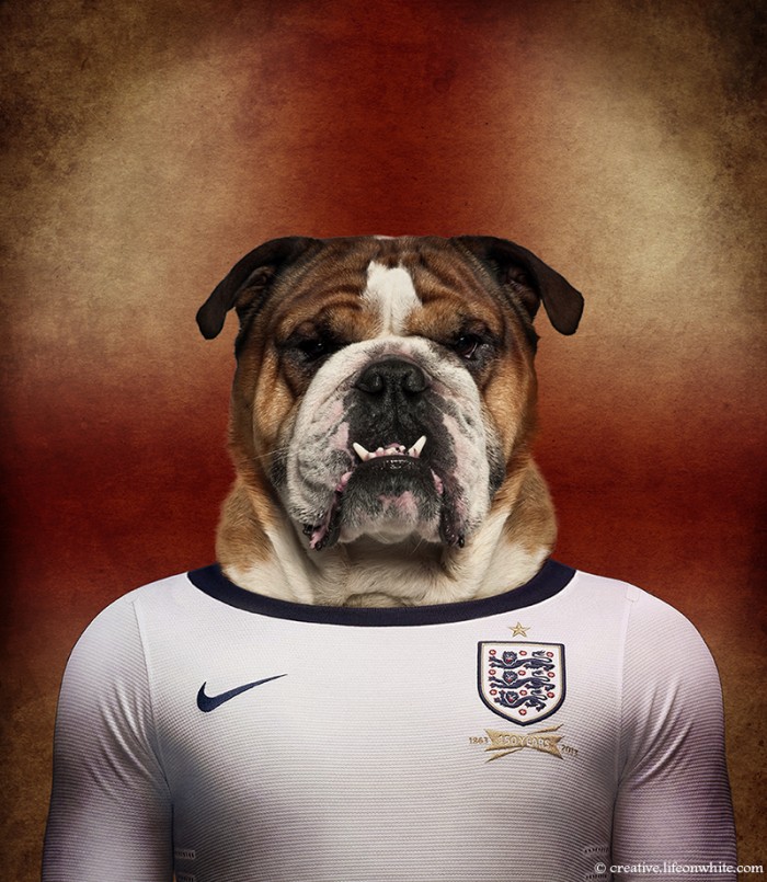 chiens coupe du monde 2014 bulldog anglais