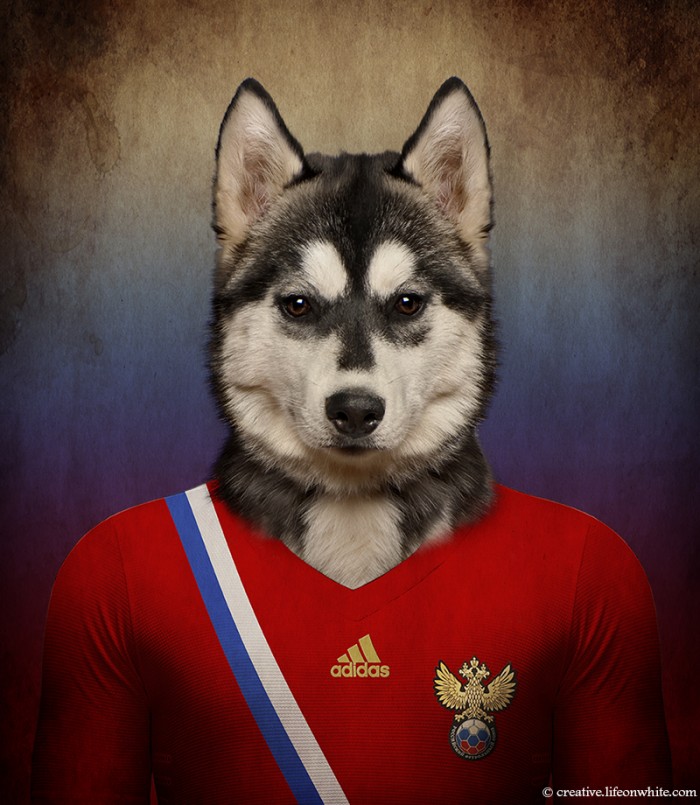 chiens coupe du monde 2014 husky siberien