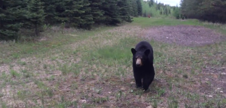 deux joggeurs rencontrent ours noir