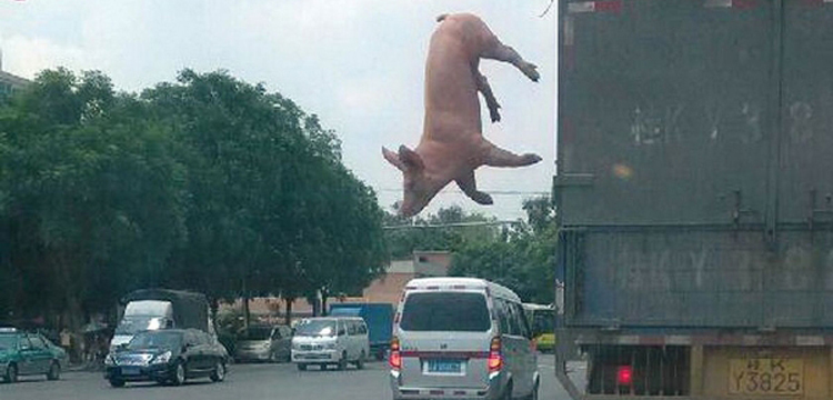 evasion cochon camion