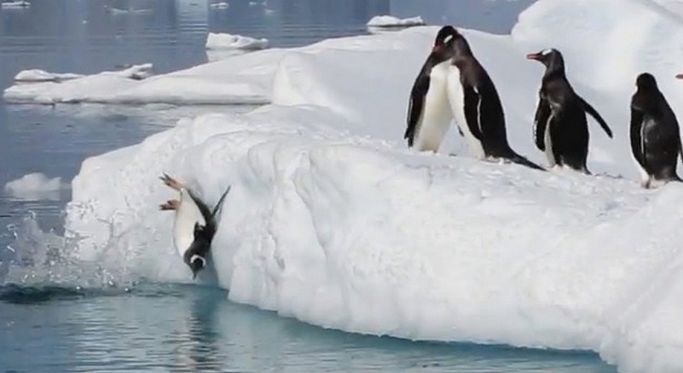 gifs du mercredi pingouins