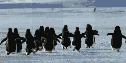 gifs mercredi pingouin 10