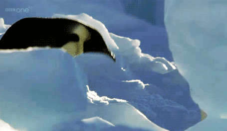 gifs mercredi pingouin 13