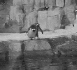 gifs mercredi pingouin 15