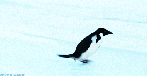 gifs mercredi pingouin 16