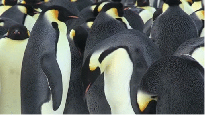 gifs mercredi pingouin 3