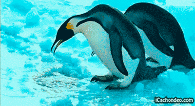 gifs mercredi pingouin 4