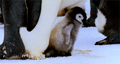gifs mercredi pingouin 5