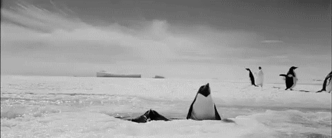 gifs mercredi pingouin 9
