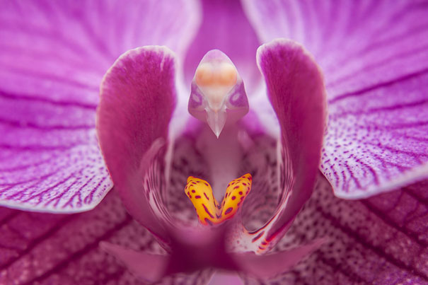 oiseau Phalaenopsis