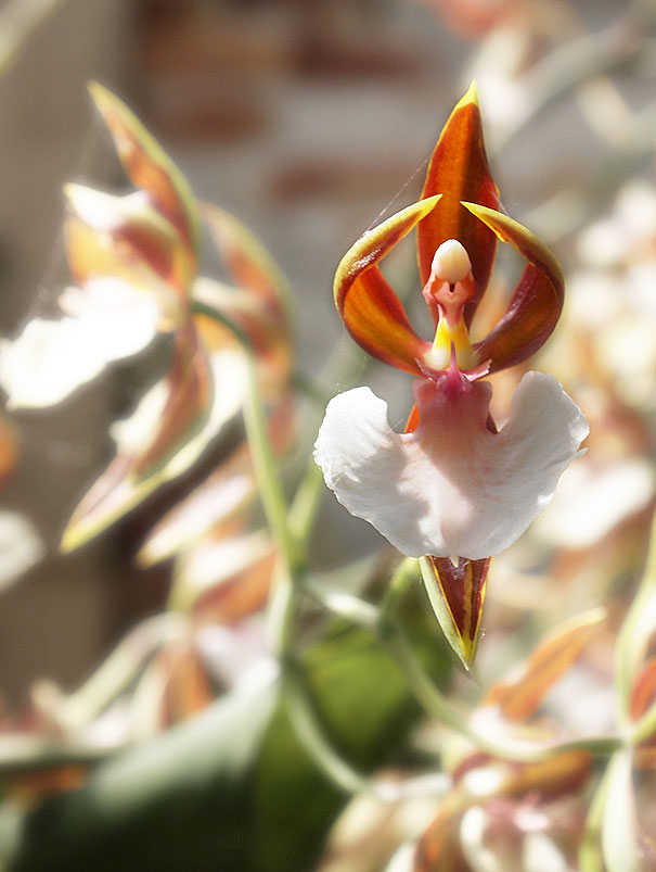 orchidee ballerine