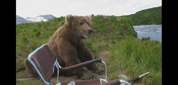 ours brun rend visite campeur alaska