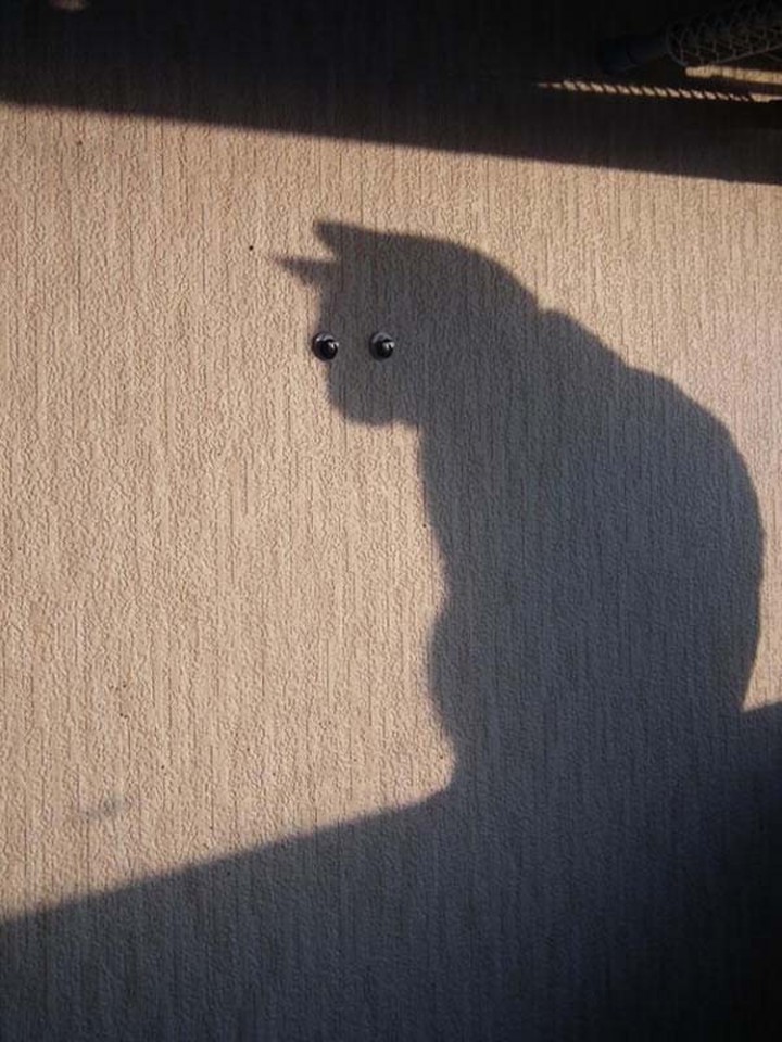 photo ombre chat