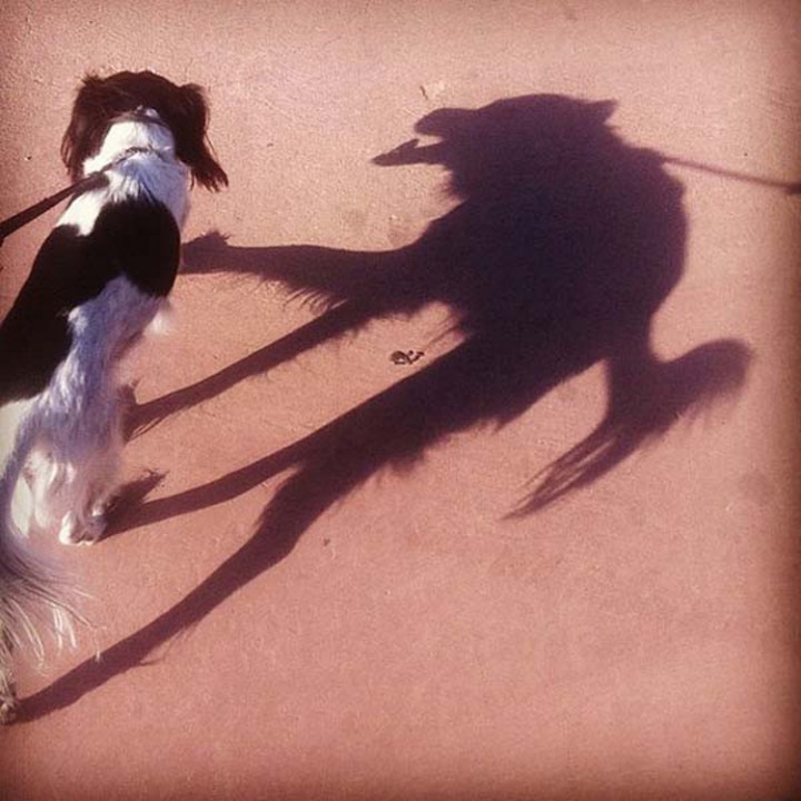 photo ombre chien