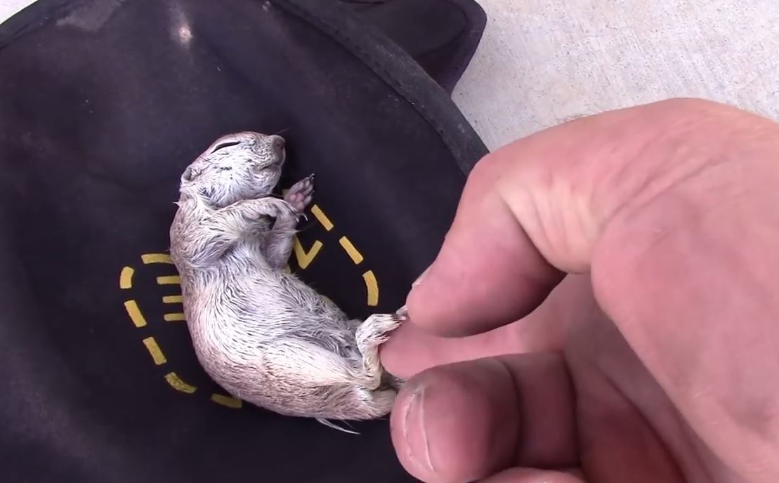 sauvetage bebe ecureuil