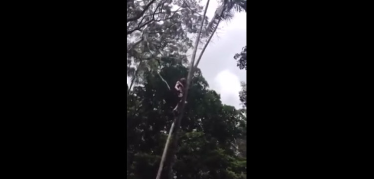technique grimper arbre sans branches