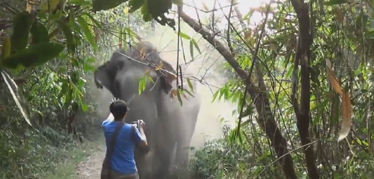 touriste stop elephant en levant la main