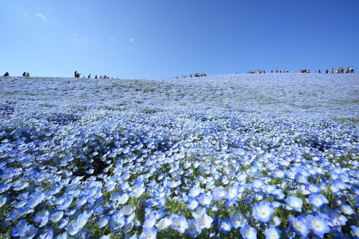 Hitachi Seaside Park fleur bleue