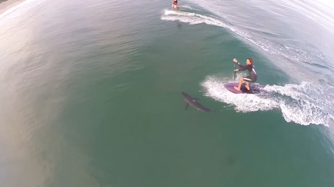 Paddleboarder requin