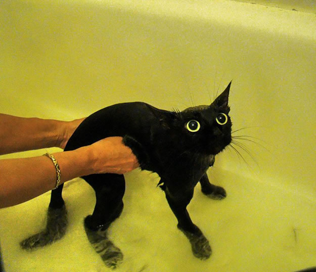 chat dans baignoire