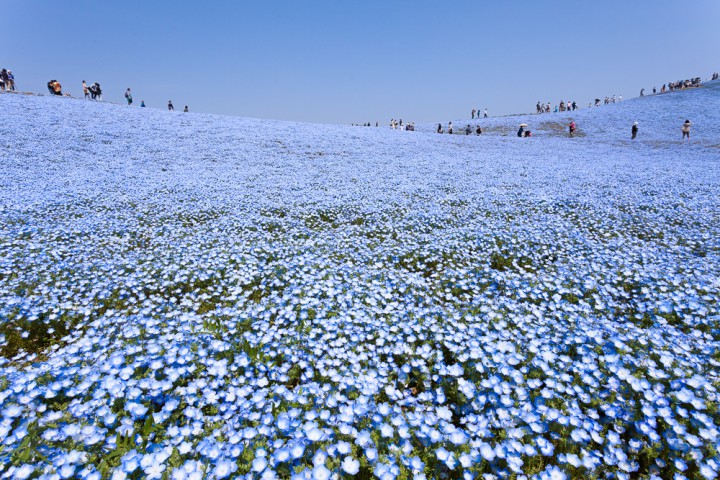 fleurs bleues Hitachi Seaside Park