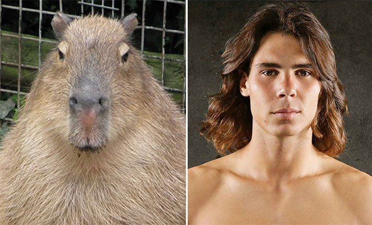 nadal capybara beau