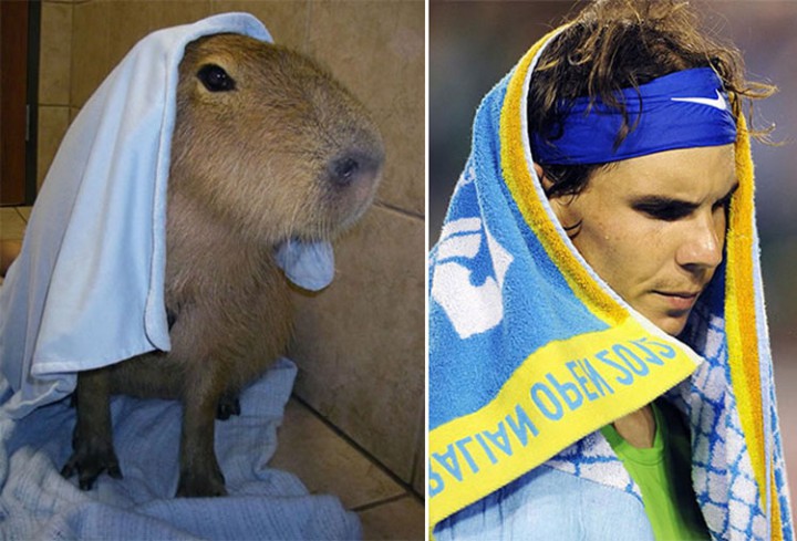 nadal capybara chaud