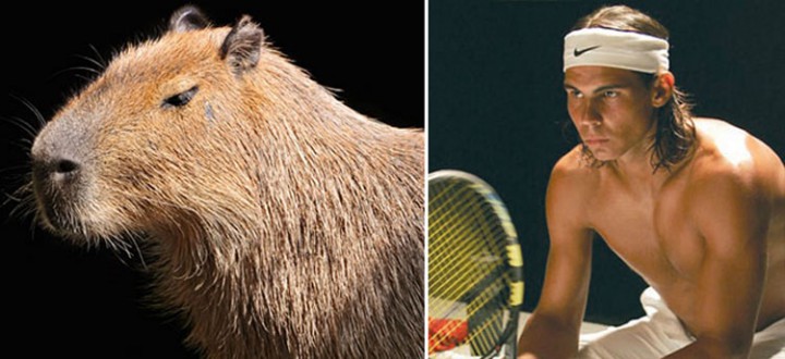 nadal capybara concentre