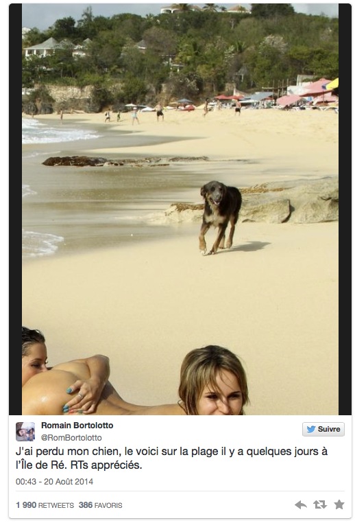 chien perdu en vacances