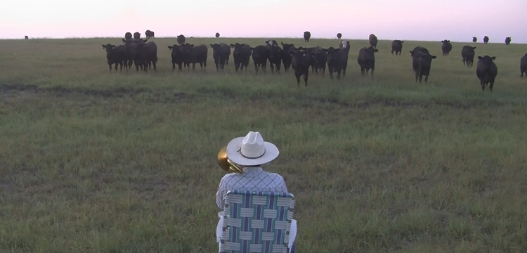 fermier joue trombone pour appeler troupeau vaches