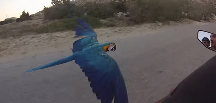 perroquet fait promenade scooter