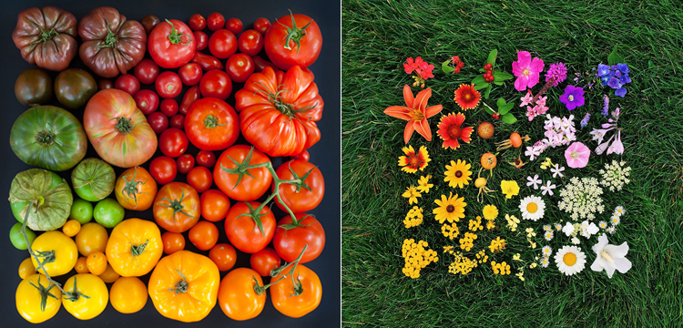 photos aliments fleurs couleurs emily blincoe
