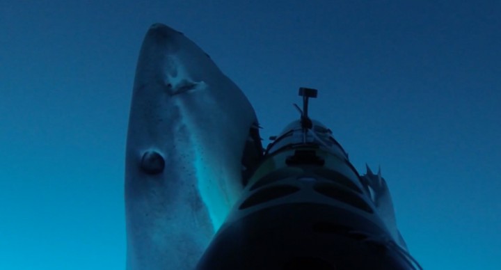 requin blanc remus sharkcam