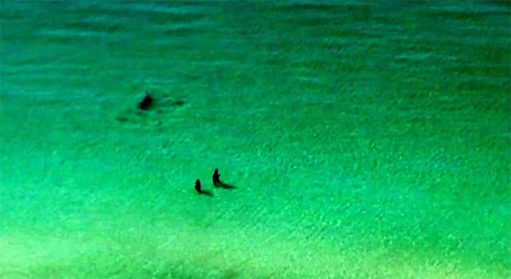 requin marteau plage