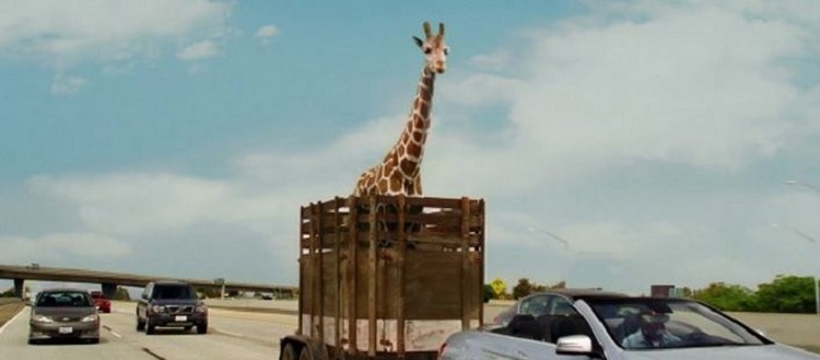 very bad trip girafe afrique du sud