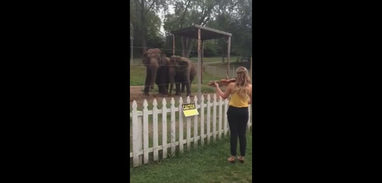 violoniste fait danser deux elephants