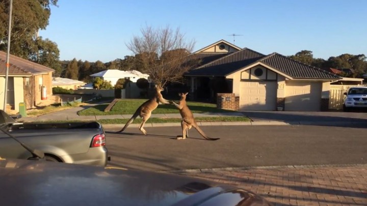 Combat rue australie kangourous