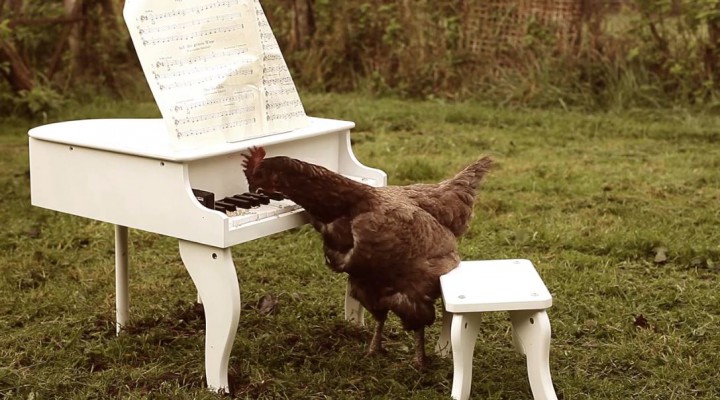 Igorrr My Chicken s Symphony